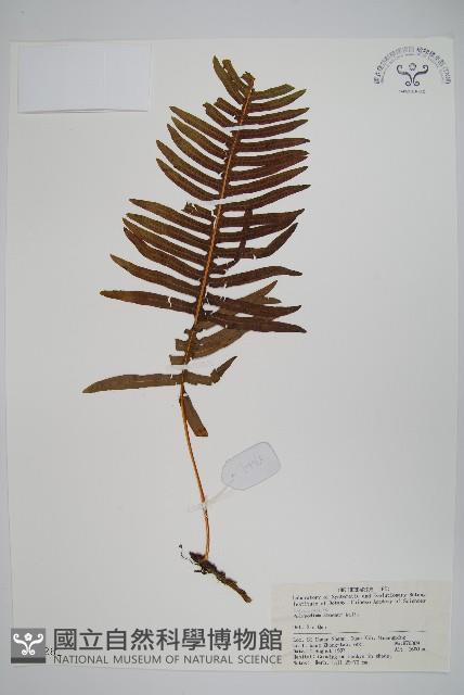 阿里山水龍骨藏品圖，第1張