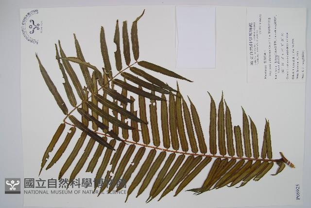 蘭嶼觀音座蓮藏品圖，第1張