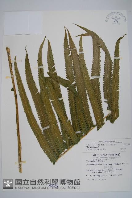 大葉毛蕨藏品圖，第1張