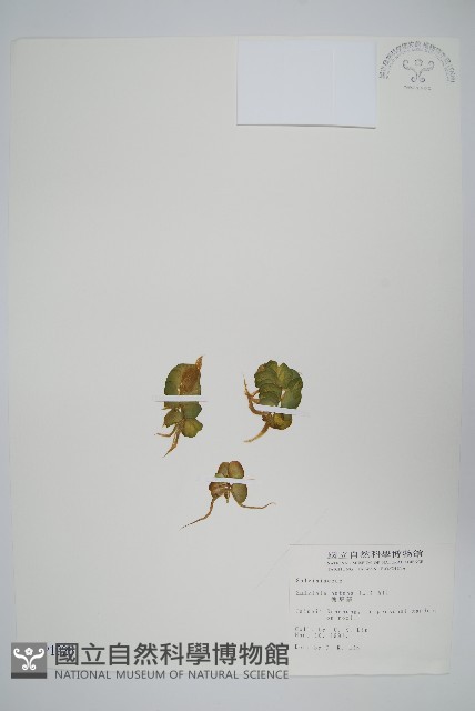 人厭槐葉蘋、速生槐葉蘋藏品圖，第1張