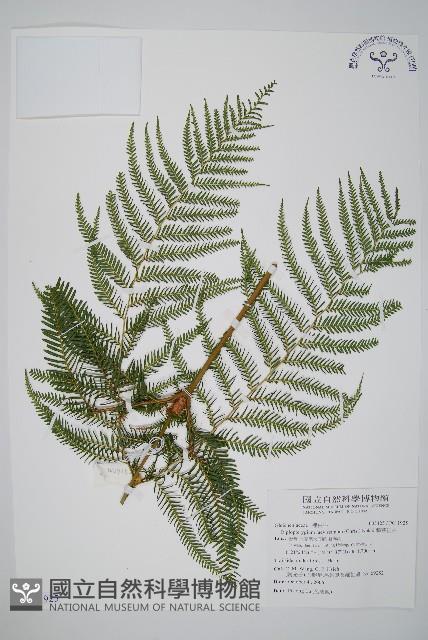 鱗芽裡白藏品圖，第1張