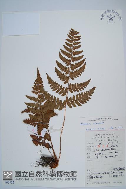 Accession Number:P005925 Collection Image, Figure 1, Total 5 Figures