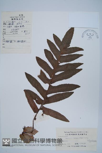 槲蕨藏品圖，第1張