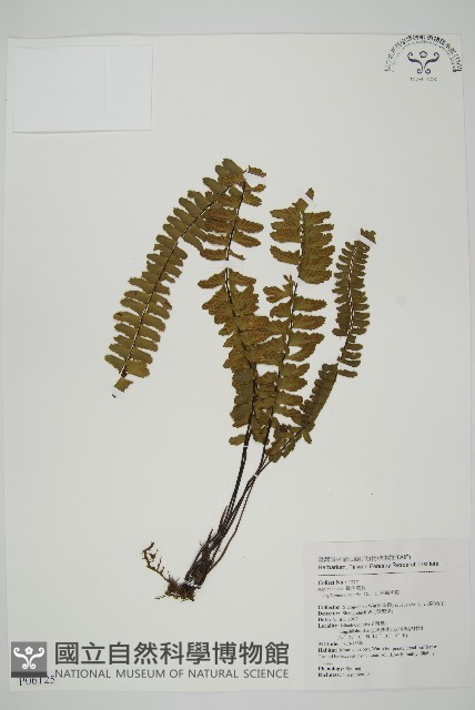 生芽鐵角蕨藏品圖，第1張
