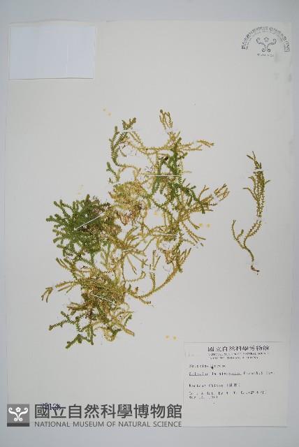 日本卷柏藏品圖，第1張