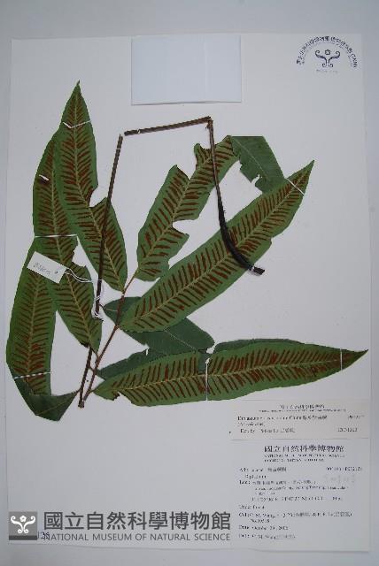 厚葉雙蓋蕨藏品圖，第1張