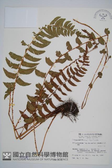 鞭葉耳蕨藏品圖，第1張