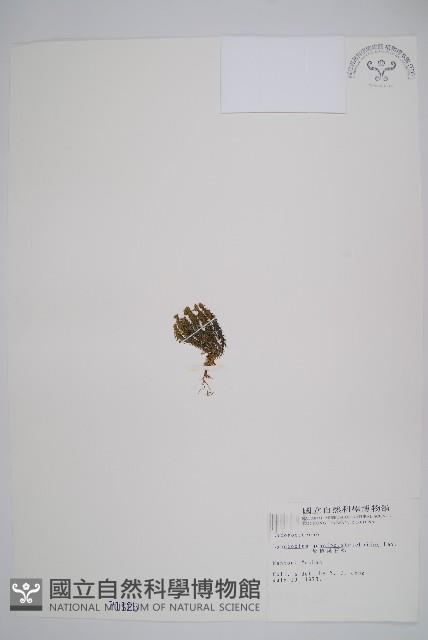 反捲葉石松藏品圖，第1張