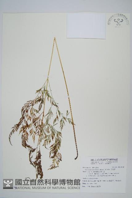 金粉蕨藏品圖，第1張