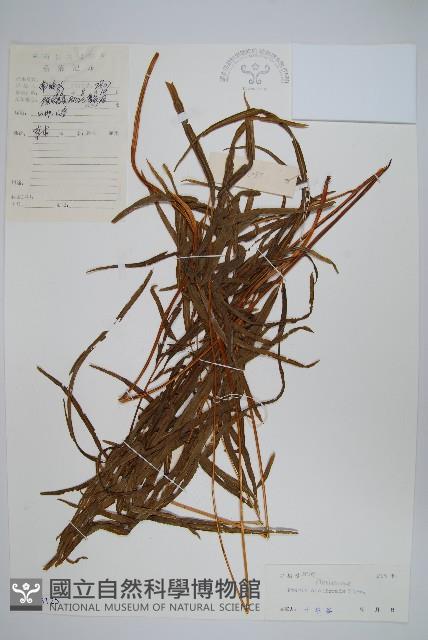 箭葉鳳尾蕨藏品圖，第1張