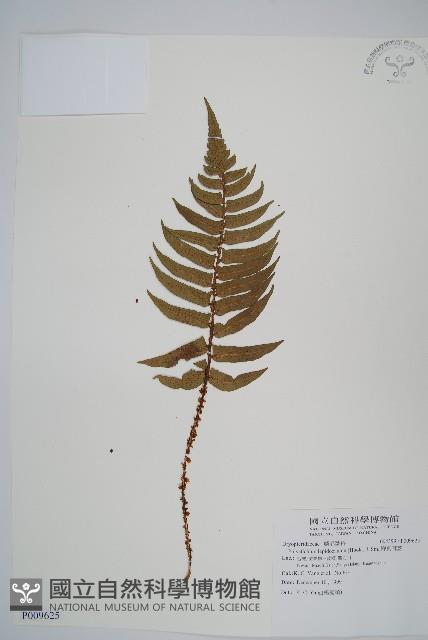 鞭葉耳蕨藏品圖，第1張