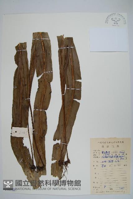 大星蕨藏品圖，第1張