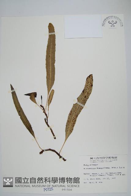 波氏星蕨藏品圖，第1張