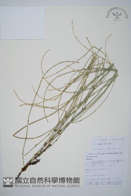 散生木賊藏品圖，第1張