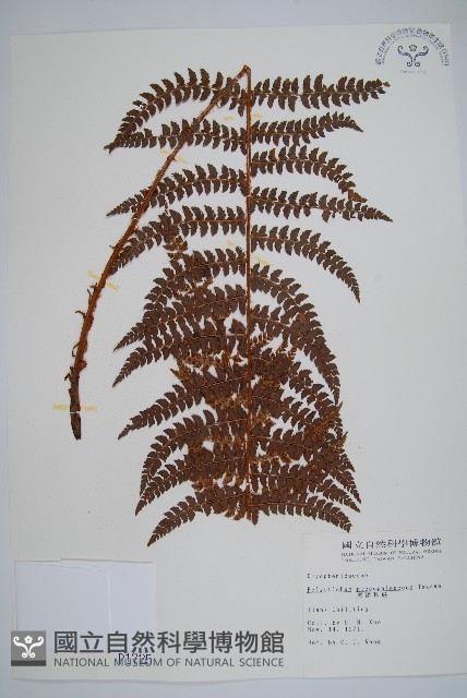黑鱗耳蕨藏品圖，第1張