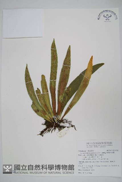 蘭嶼車前蕨藏品圖，第1張