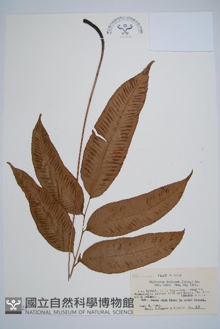 細柄雙蓋蕨藏品圖，第1張