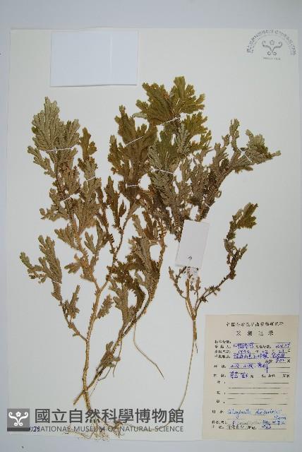 生根卷柏藏品圖，第1張