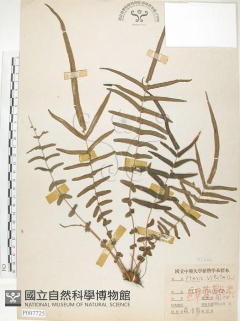 鱗蓋鳳尾蕨藏品圖，第1張