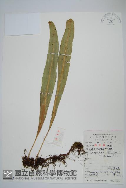 大星蕨藏品圖，第1張