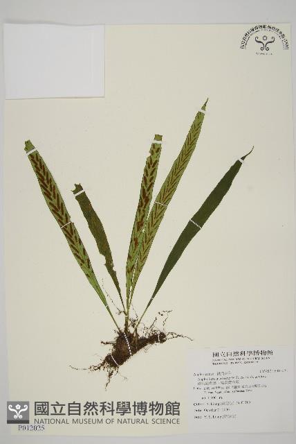 劍葉鐵角蕨、箭葉鐵角蕨藏品圖，第1張