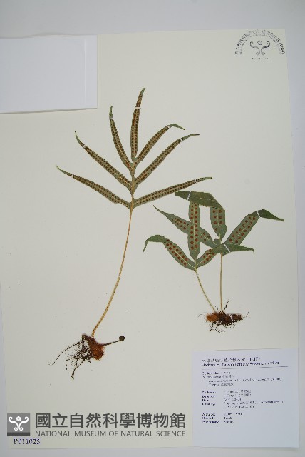 掌葉茀蕨藏品圖，第1張