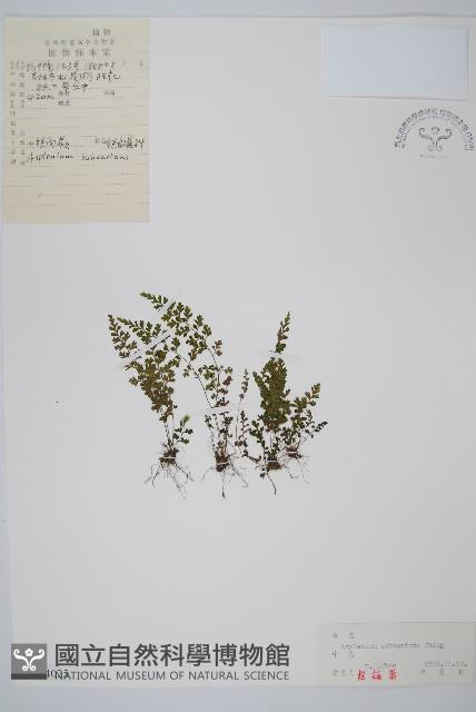 小鐵角蕨藏品圖，第1張