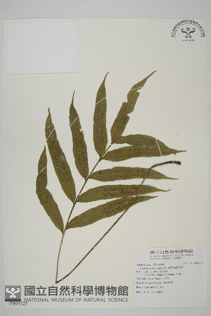 南海鐵角蕨藏品圖，第1張