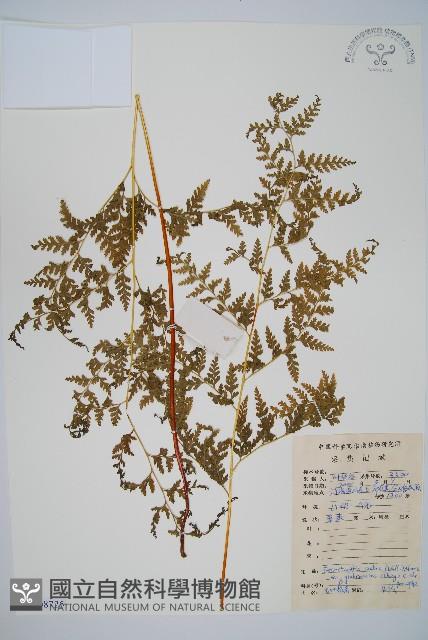 光葉碗蕨藏品圖，第1張