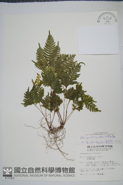 翅柄鳳尾蕨藏品圖，第1張