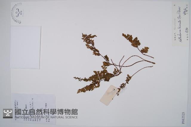 隱囊蕨藏品圖，第1張