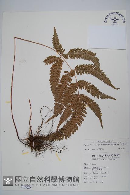 紅柄鳳尾蕨藏品圖，第1張