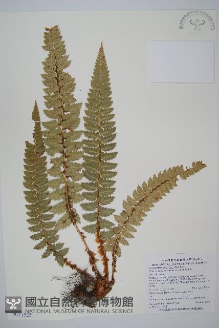 硬葉耳蕨藏品圖，第1張