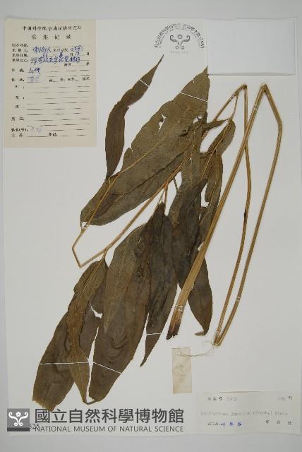 日本鳳丫蕨藏品圖，第1張