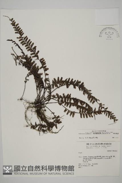 鞭葉鐵線蕨藏品圖，第1張
