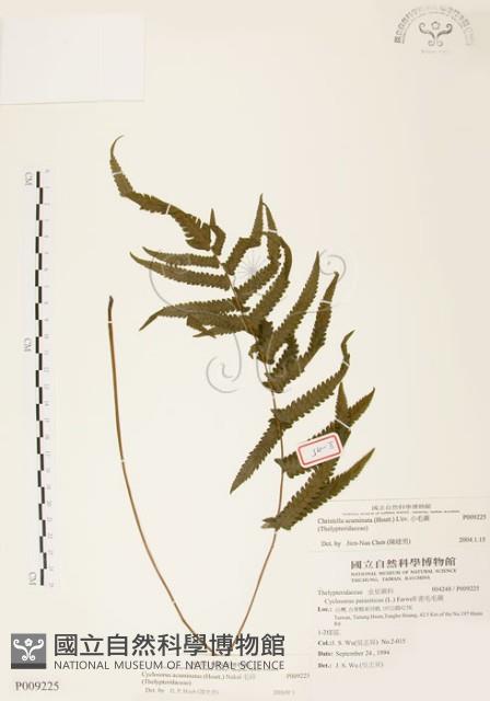 毛蕨藏品圖，第1張