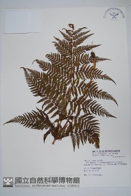 粗毛金星蕨藏品圖，第1張