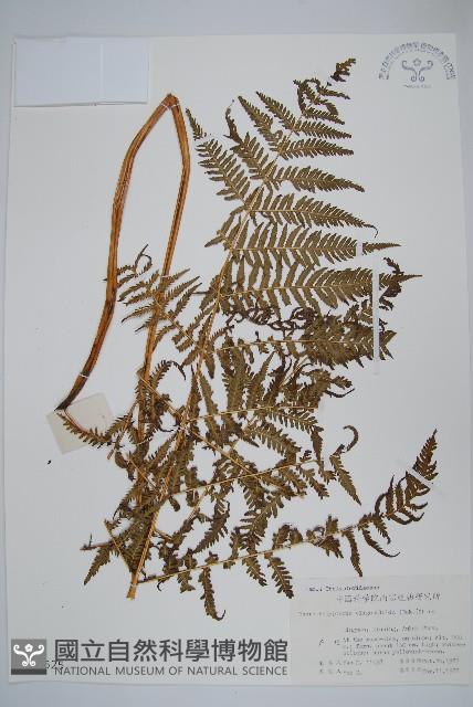 針毛蕨藏品圖，第1張