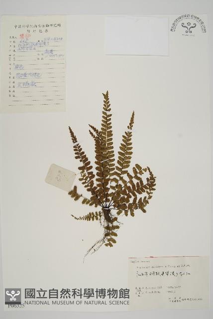 魚麟蕨藏品圖，第1張