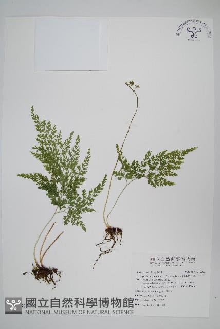 日本金粉蕨藏品圖，第1張