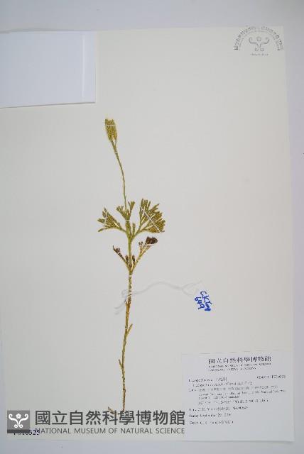 玉山石松藏品圖，第1張