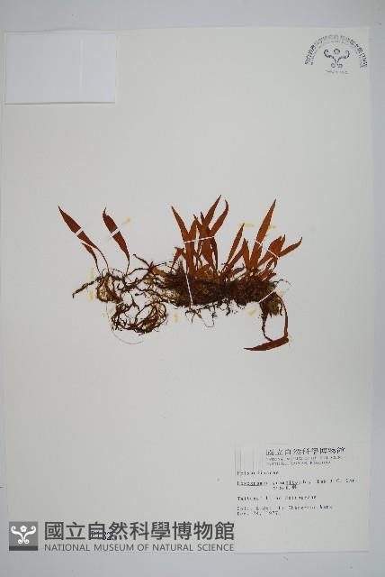 小葉劍蕨藏品圖，第1張