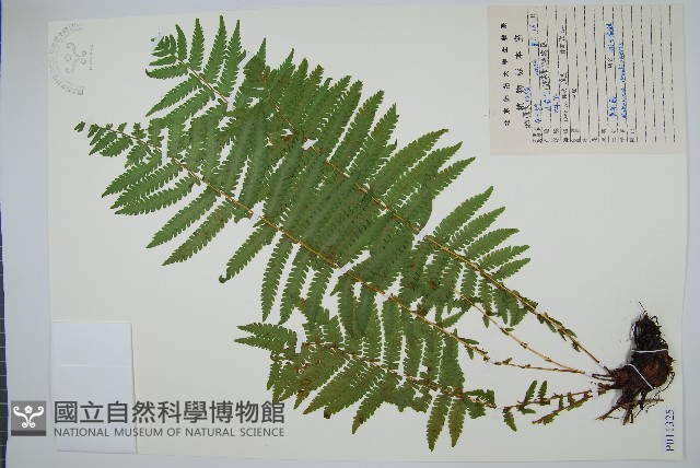 莢果蕨藏品圖，第1張