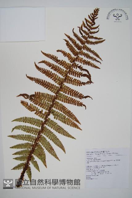 瓦氏鱗毛蕨藏品圖，第1張