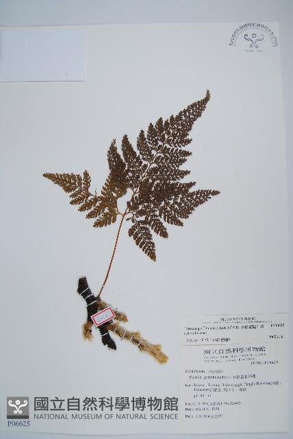 杯狀蓋陰石蕨藏品圖，第1張