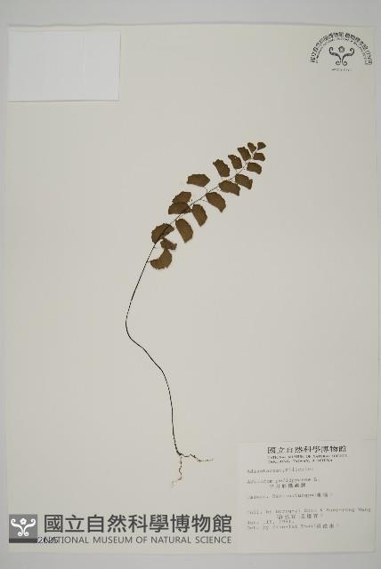 Philippine maidenhair Collection Image, Figure 1, Total 4 Figures