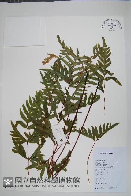 半邊羽裂鳳尾蕨藏品圖，第1張