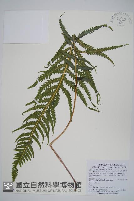 翅軸假金星蕨、短柄卵果蕨藏品圖，第1張