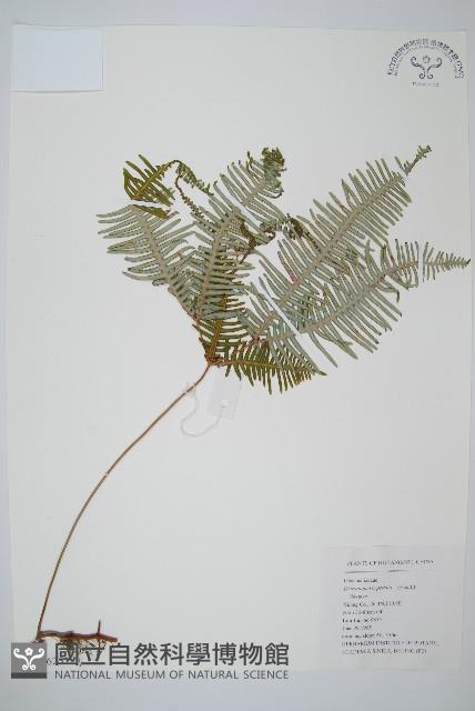 芒萁藏品圖，第1張