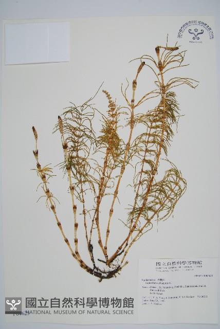 林下木賊藏品圖，第1張